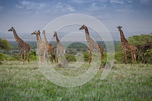 Gathering of majestic giraffes