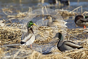 Gathering of Mallards.