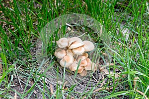 Gathering mushrooms. Leccinum mushroom, mushroom photo, forest photo, forest mushroom, forest mushroom photo. Mushroomer gathering