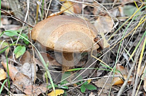 Gathering mushrooms. Mushroom hunting. Gathering Wild Mushrooms. Brown cap boletus - Leccinum scabrum.