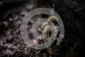 Gathering mushrooms. Mushroom photo, forest photo, forest mushroom, forest mushroom photo