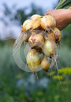 Gathering onions