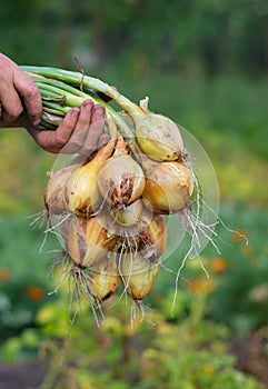 Gathering onions