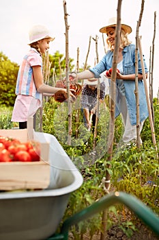 Gathering organic products