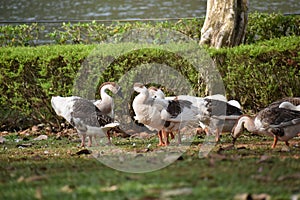 Gathering of Playful Ducks by Water