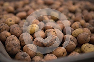 Gathering potato harvest in metal rural trolley cart on organic