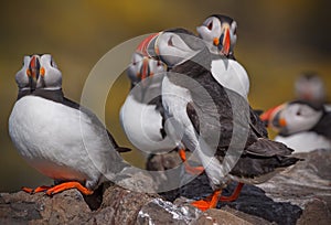 A gathering of puffins