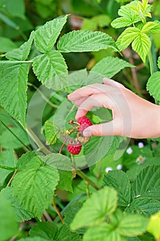 Gathering raspberries