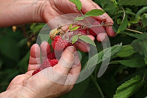 Gathering raspberries in the garden