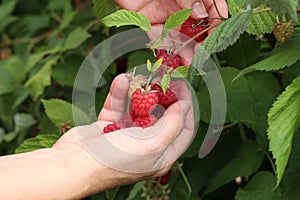 Gathering raspberries in the garden