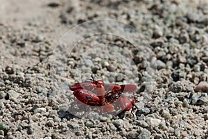 Gathering of red insects