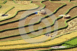 Gathering rice on terraced fields