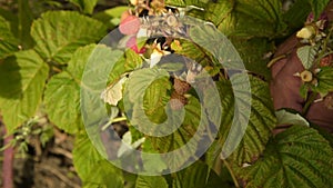 Gathering ripe raspberries