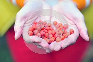 Gathering rowan berries