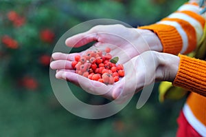 Gathering rowan berries