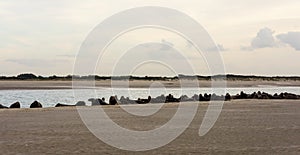 Gathering of seals on the beach at Marck near Calais in the port of France