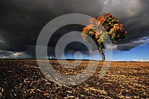 The Gathering Storm of autumn maple