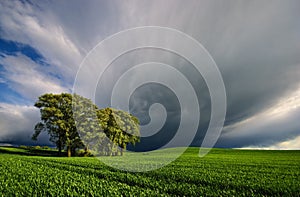 Gathering Storm over wheat field