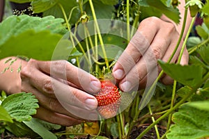 Gathering of strawberries