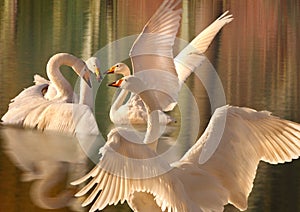 A gathering of Swans