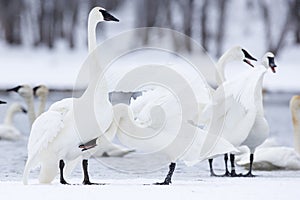 Gathering of trumpeter swans