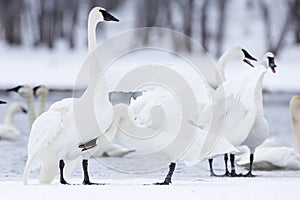 Gathering of trumpeter swans photo