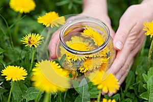 Gathering of wild dandelion flowers in a meadow in a glass jar for jam