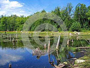 Gatineau Park, Canadian Shield, Tree Stumps in Beaver Pond in Quebec, Canada
