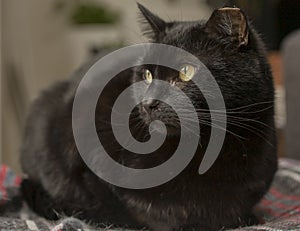 Gatito, the black cat, focus on the face and eyes. photo