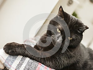 Gatito, the black cat, looking down. photo