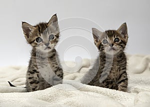 Two little kittens photo