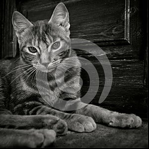 Gato Blancoynegro mirada photo