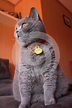 Gato British Blue de perfil photo