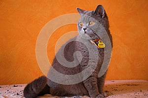 Gato British Blue fondo naranja