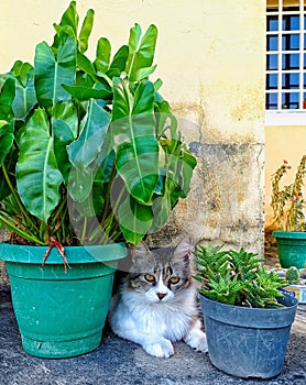 Gato entre plantas de hogar photo