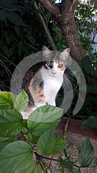 Gato escondido hidden cat beauty gatito hojas photo