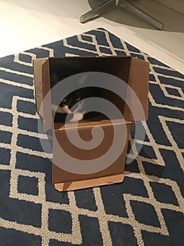 Cute black and white little cat inside the box photo