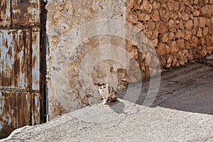Cat looking at camera in the village photo