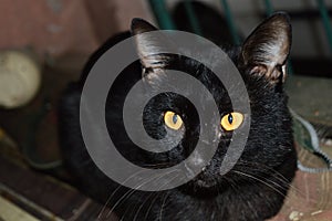 Gato negro photo