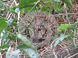 Brindle cat among the foliage.  photo