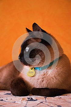 Gato siames de perfil photo