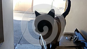 Gato siamÃÂ©s parado sobre la estufa. photo