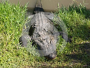 Gator