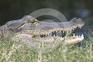 Gator Basking in the Sun