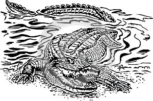 Gator Coming Out of Water Vector Illustration