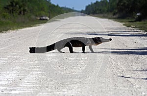 Gator Crossing