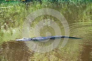 Gator danger in Mississippi