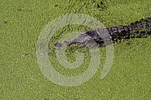 Gator emerging from pond
