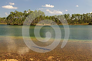 Gator in Everglades Lake