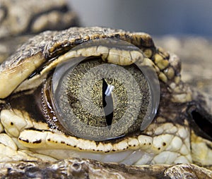 Gator eye